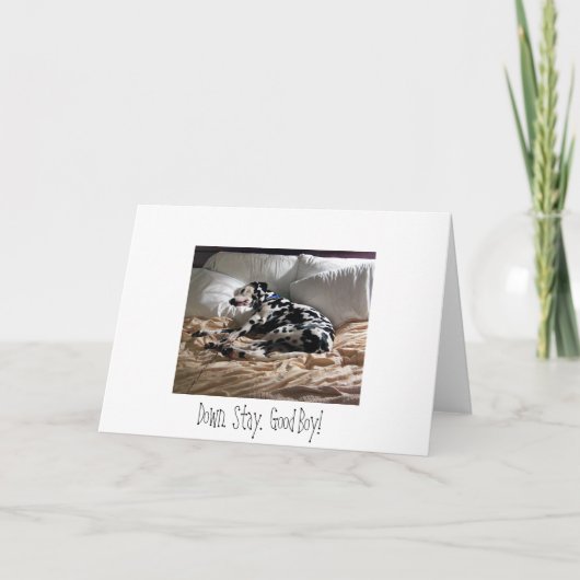 Dalmatiner. Unten. Bleibe Sie. Guter Junge! Karte (Vorderseite)