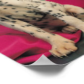 Dalmatiner Welpen Poster (Ecke)