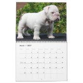 DalmatinerAbdeckung, Puppies2010 Kalender (Mär 2027)
