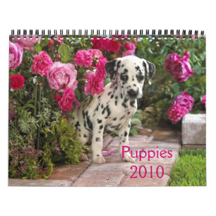 DalmatinerAbdeckung, Puppies2010 Kalender