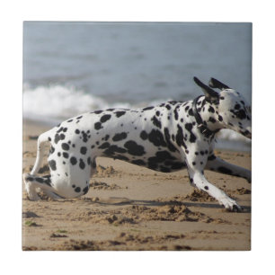 Dalmation Fliese