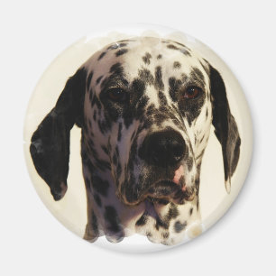 Dalmation Hundemagnet Magnet