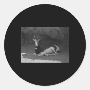 Dama Gazelle Valencia Schwarz-Weiß-Aufkleber Runder Aufkleber