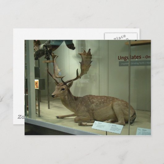 Damadama (Dama) Postkarte (Vorne/Hinten)