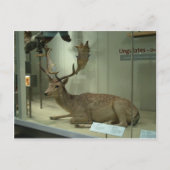 Damadama (Dama) Postkarte (Vorderseite)