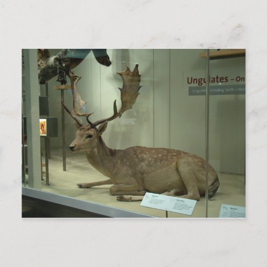 Damadama (Dama) Postkarte (Vorderseite)