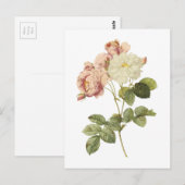 Damast Rose (Rosa damascena celsiana) von Redouté Postkarte (Vorne/Hinten)