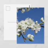 Damaszenerblüte Postkarte (Vorne/Hinten)