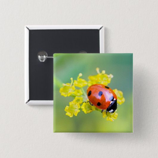 Dame oben button (Vorne & Hinten)