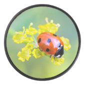 Dame oben eishockey puck (Vorderseite)