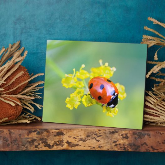 Dame oben fotoplatte (Seite)