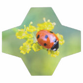 Dame oben fußball (Flach)