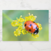 Dame oben lebensmitteletikett (Einzelnes Label)