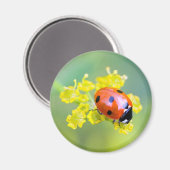 Dame oben magnet (Vorderseite/Rückseite)