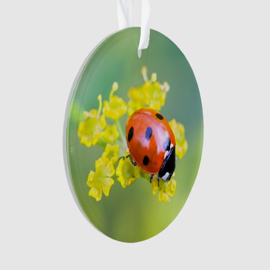 Dame oben ornament (Vorderseite)