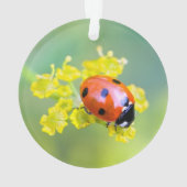 Dame oben ornament (Rückseite)