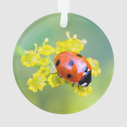 Dame oben ornament (Rückseite)