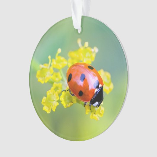 Dame oben ornament (Vorderseite)