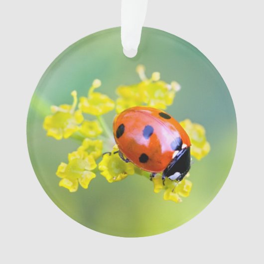 Dame oben ornament (Vorderseite)