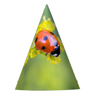 Dame oben partyhütchen