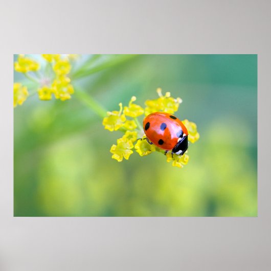 Dame oben poster (Vorne)