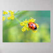 Dame oben poster (Vorne)