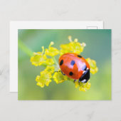 Dame oben postkarte (Vorne/Hinten)