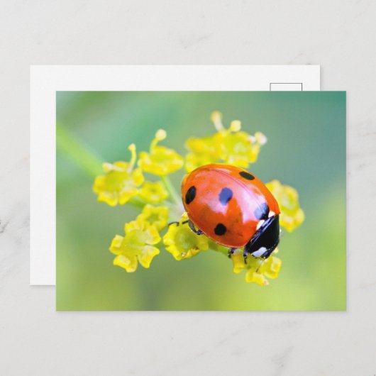 Dame oben postkarte (Vorne/Hinten)