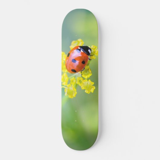 Dame oben skateboard (Vorderseite)