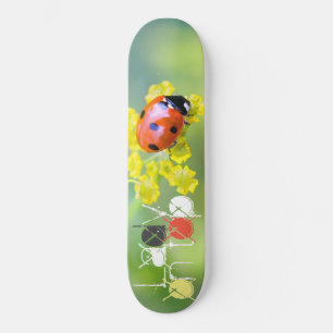 Dame oben skateboard
