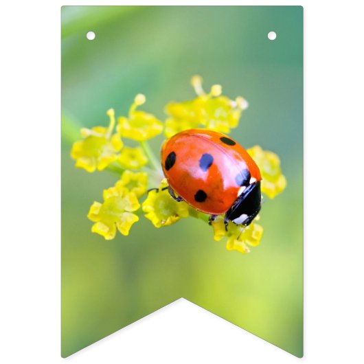 Dame oben wimpelkette (Erste Fahne)