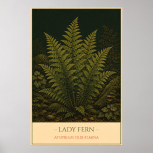 Damenfarn – Vintage botanische Illustration Poster