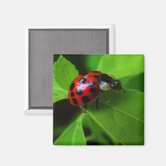 Damenkäfer Magnet (Vorderseite/Rückseite)