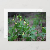 Damenschuppen (Cypripedium calceolus) Postkarte (Vorne/Hinten)