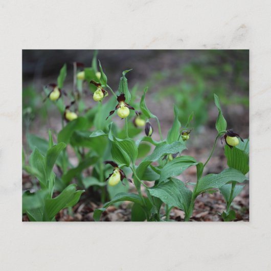 Damenschuppen (Cypripedium calceolus) Postkarte (Vorderseite)