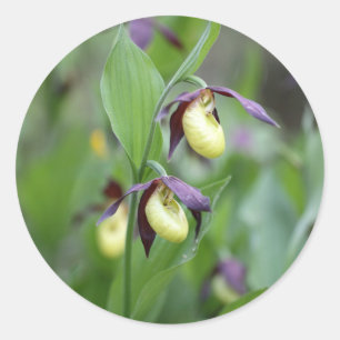 Damenschuppen (Cypripedium calceolus) Runder Aufkleber