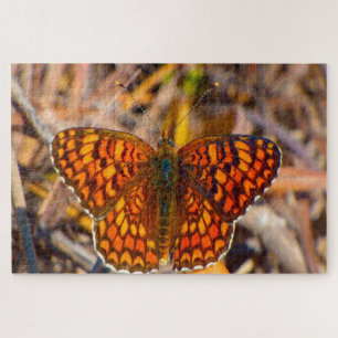 Damero Knapweed Butterfly. Puzzle
