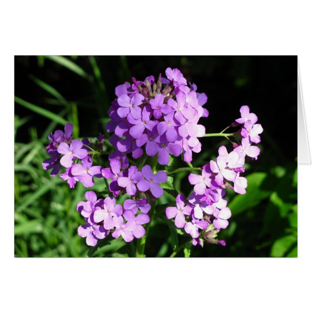 Dame's Rocket (Vorderseite (Horizontal))