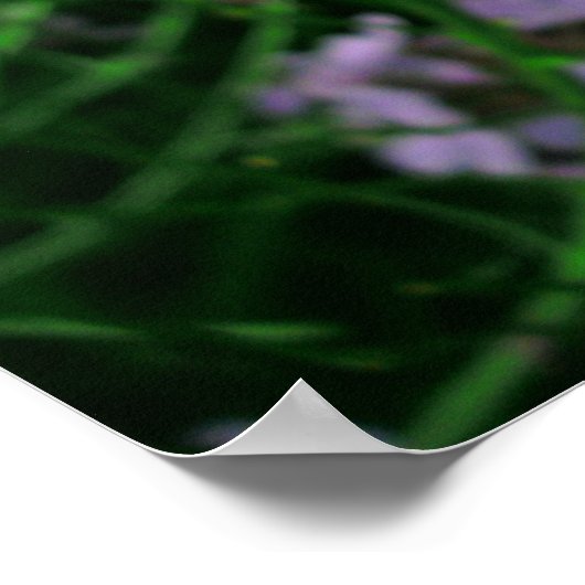 Dame's Rocket Blume Poster (Ecke)