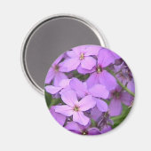 Dame's Rocket Wildblume Nah Magnet (Vorderseite/Rückseite)