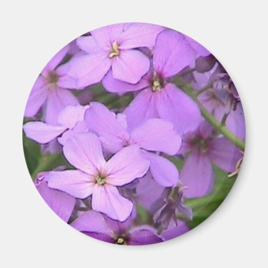 Dame's Rocket Wildblume Nah Magnet (Vorne)