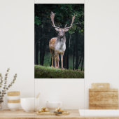 Damhirsch Poster (Küche)