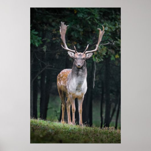 Damhirsch Poster (Vorne)