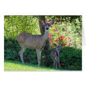 Damhirschkuh und Kitz (Vorderseite (Horizontal))