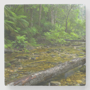 Dampf im Wald, Die Knysna-Amatole Montane Steinuntersetzer