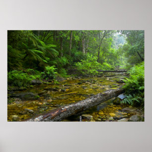 Dampf im Wald, Knysna-Amatole Montane Poster