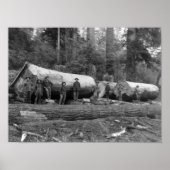 Dampf-Logging in den Kaskaden des Washingtoner Sta Poster (Vorne)