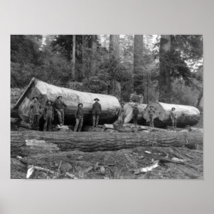 Dampf-Logging in den Kaskaden des Washingtoner Sta Poster