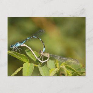 Damselflies Paating Postkarte