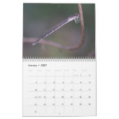 Damselflies-und Libellen-Kalender Kalender (Jan 2027)